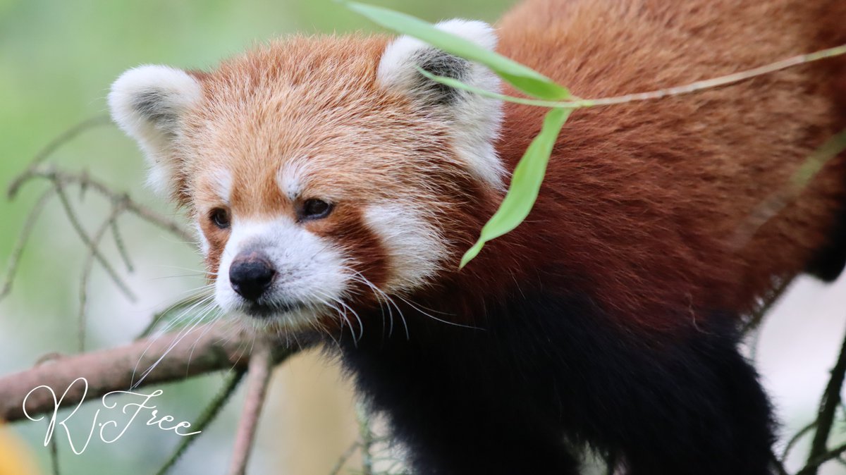 gamgeetv's tweet image. Reunion week with @Fuzzy_Zebra @ClutoTV @Jamesbally and today we went on a tour of a conservation safari park and I brought my B I G camera #conservation #endangered #breedingprograms #savetheplanet