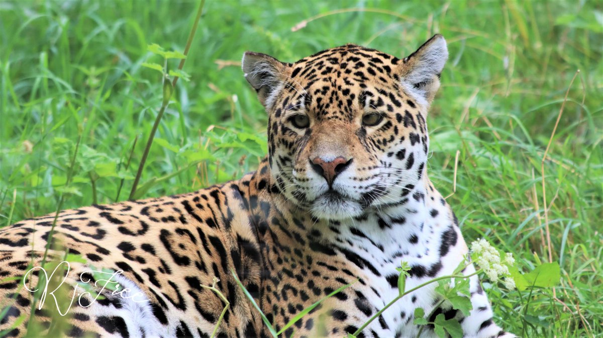 gamgeetv's tweet image. Reunion week with @Fuzzy_Zebra @ClutoTV @Jamesbally and today we went on a tour of a conservation safari park and I brought my B I G camera #conservation #endangered #breedingprograms #savetheplanet