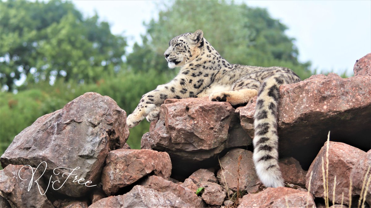 gamgeetv's tweet image. Reunion week with @Fuzzy_Zebra @ClutoTV @Jamesbally and today we went on a tour of a conservation safari park and I brought my B I G camera #conservation #endangered #breedingprograms #savetheplanet
