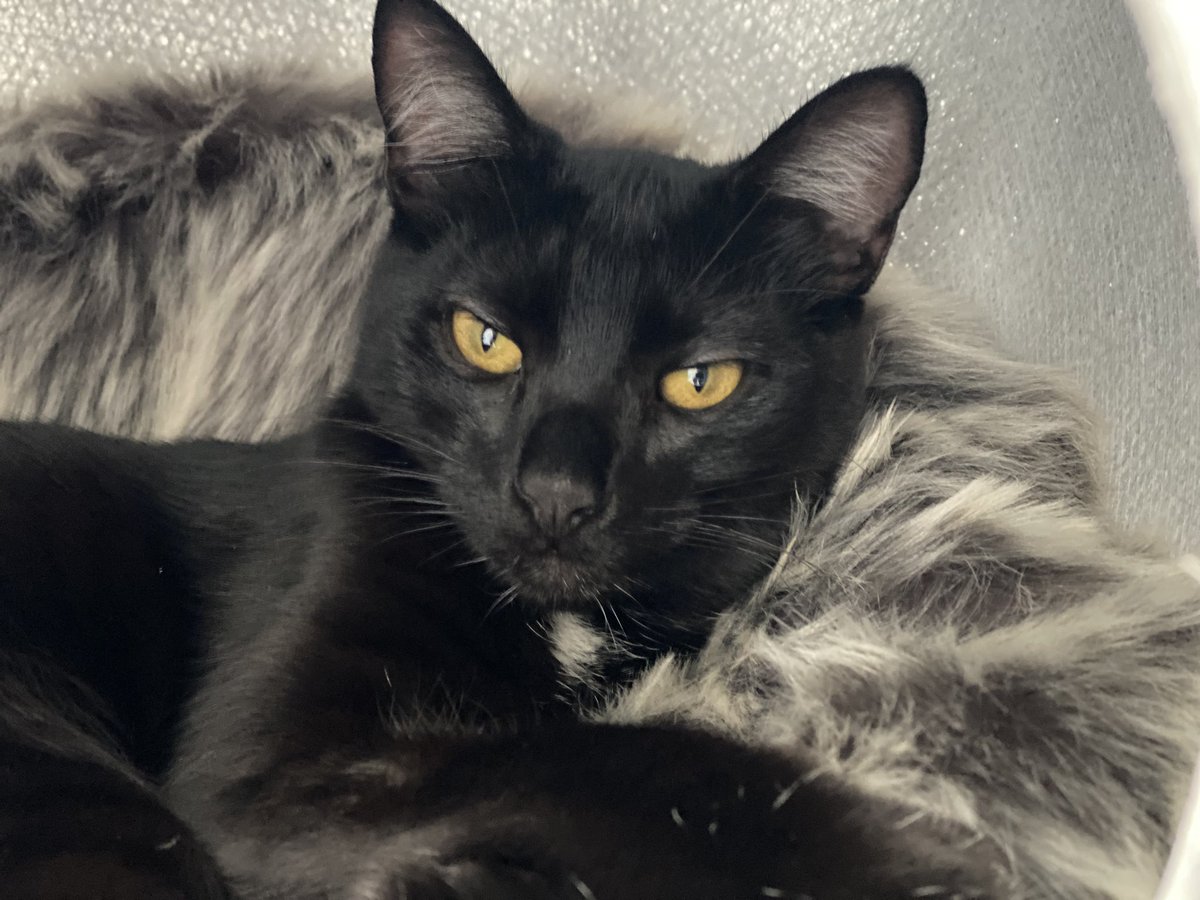 Coziness is art.
#Caturday