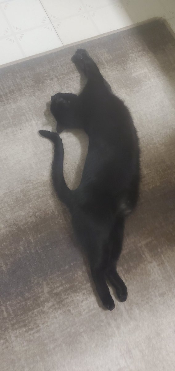 ThomElect's tweet image. I finally got him 
He always does this  ! 
    and  With the tail ...
" Bombay Cat "