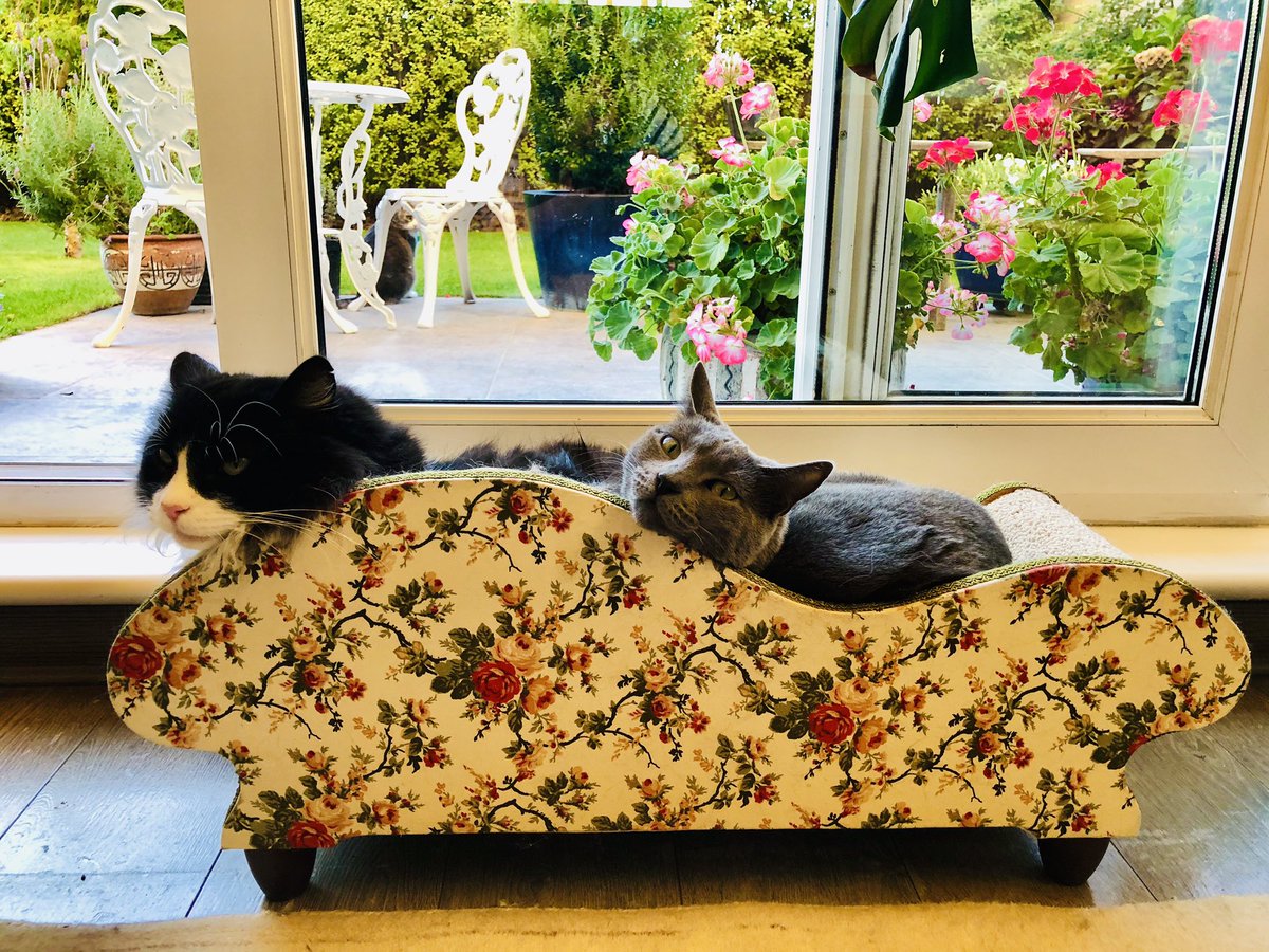 anto_polis's tweet photo. @JoolzMariela Jajaja es un Luis XV, ni nosotros 🤣 se lo compré de soltera a mi gata Albertina. Estuvo guardado por años y ahora Gabito se adueñó de él. Se instala en la ventana y jura q mira algo de lo q acontece “afuera”. Aveces la gata Maqui intenta instalarse. Es muy chistoso 😁 https://t.co/24vmKBElv1
