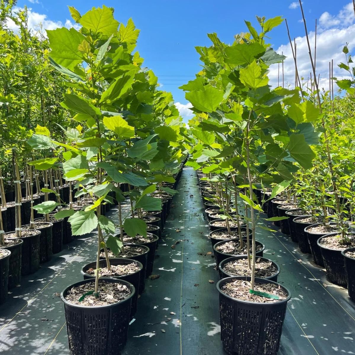 synkd_landscape's tweet photo. Do you get our Friday Wrap e-news?  With a special report to download about the plant shortage - read it here....https://t.co/kAwcxL71s5

#plantshortage #pandemicproblems #plantreport #landscapeprofessionals #landscapecommunity #landscapearchitects #landscapers https://t.co/0xu0BEHM73