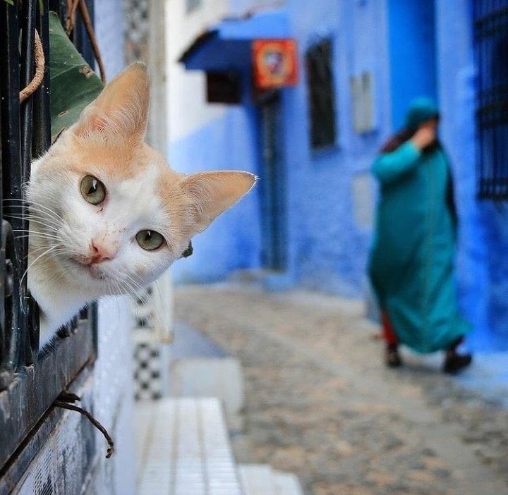 Moorskingdom's tweet photo. Cats in Morocco 💙 https://t.co/l9rRsGpj7c