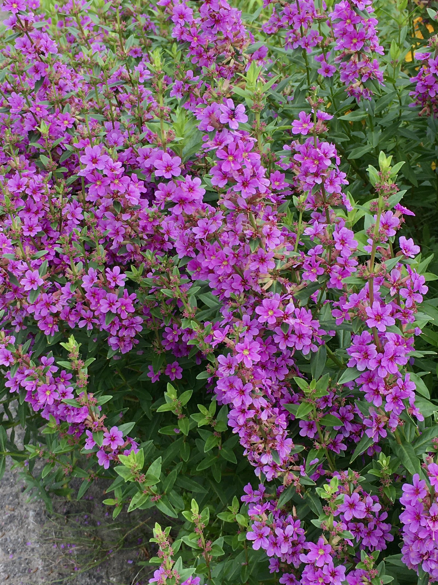 まこ おはようございます 今日は 月に一度のお楽しみの ななにー がありますね 今日も穏やかな良い1日を ミソハギ 世界に一つだけの花 Smap T Co Z9apauga Twitter