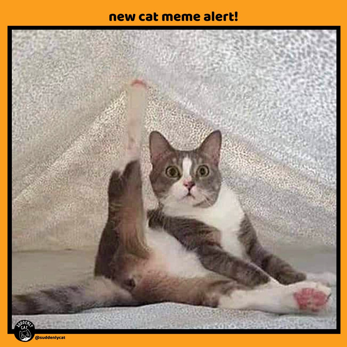 CatSuddenly tweet picture