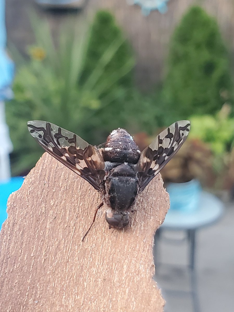 StickytheSnail's tweet photo. Just found a dying bug with cool wings. #wildlifephotography #Bugs #Insects https://t.co/zlp0CkSWWI