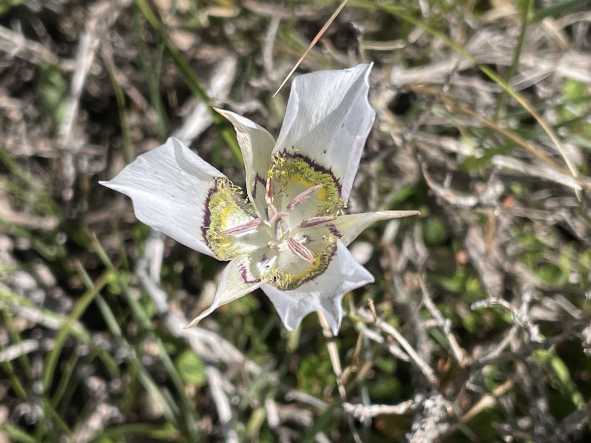 Lagomarsino_L's tweet photo. The wildflowers on the West Slope of Colorado are 👌🏼. I had the best time botanizing with @RachelJabaily! #LagomarsinoJabailyDoColorado #Calochortus #Delphinium #DYC #gentian https://t.co/sMqsJLjQ3W