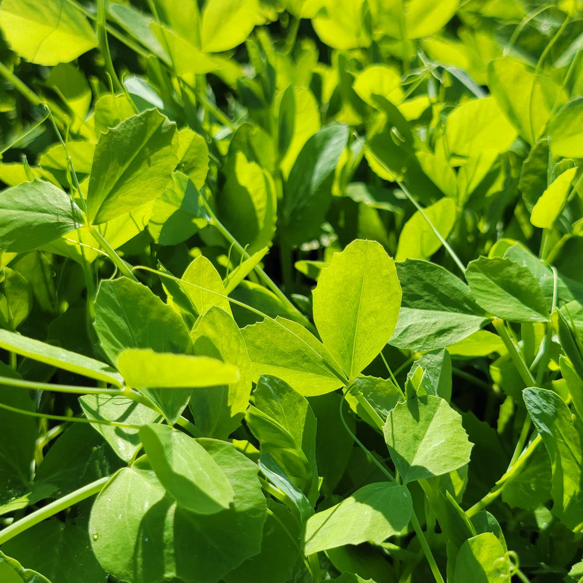 HannahBrookFarm's tweet photo. Our tender pea tips are ready to hit your table!

Fresh, flavourful, and nutritious - these greens are the perfect meal companion.

Find them on our ‘FRESH SHEET’ by emailing 📧 hannahbrookfarms@gmail.com

#hannahbrookfarm
#BCbuylocal #eatlocal #supportlocal #BCfood https://t.co/C4DoIDJbu3