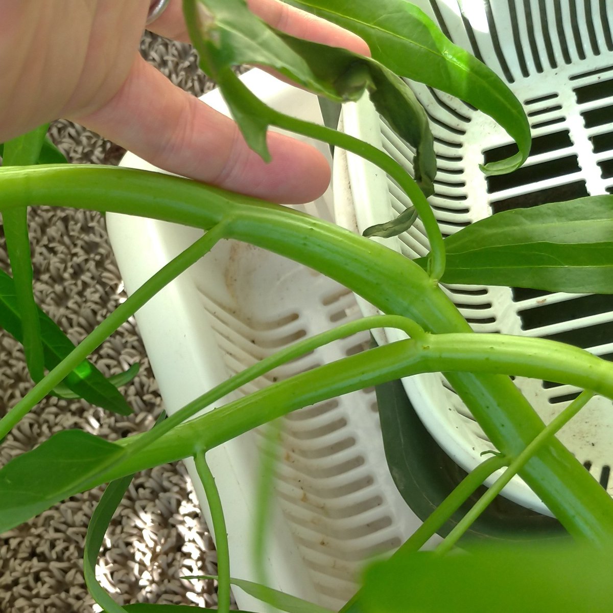 wara2net's tweet photo. 虫除けネットの中で荒ぶる空心菜　太いところは小指くらい
#水耕栽培 #家庭菜園 https://t.co/h6ekVNIDkk