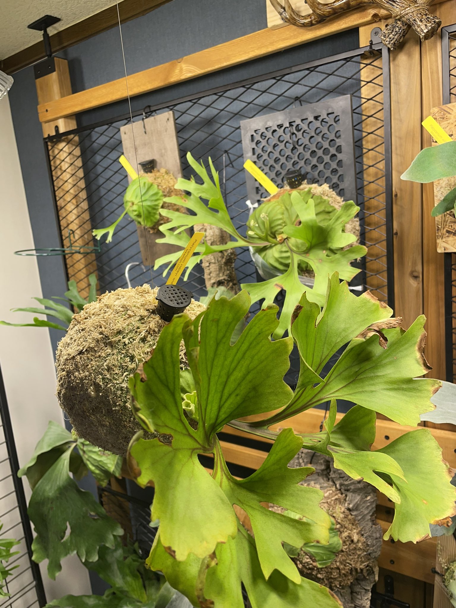 ビカクシダ ホルタミー P. Holttumii 植物 花 コウモリラン