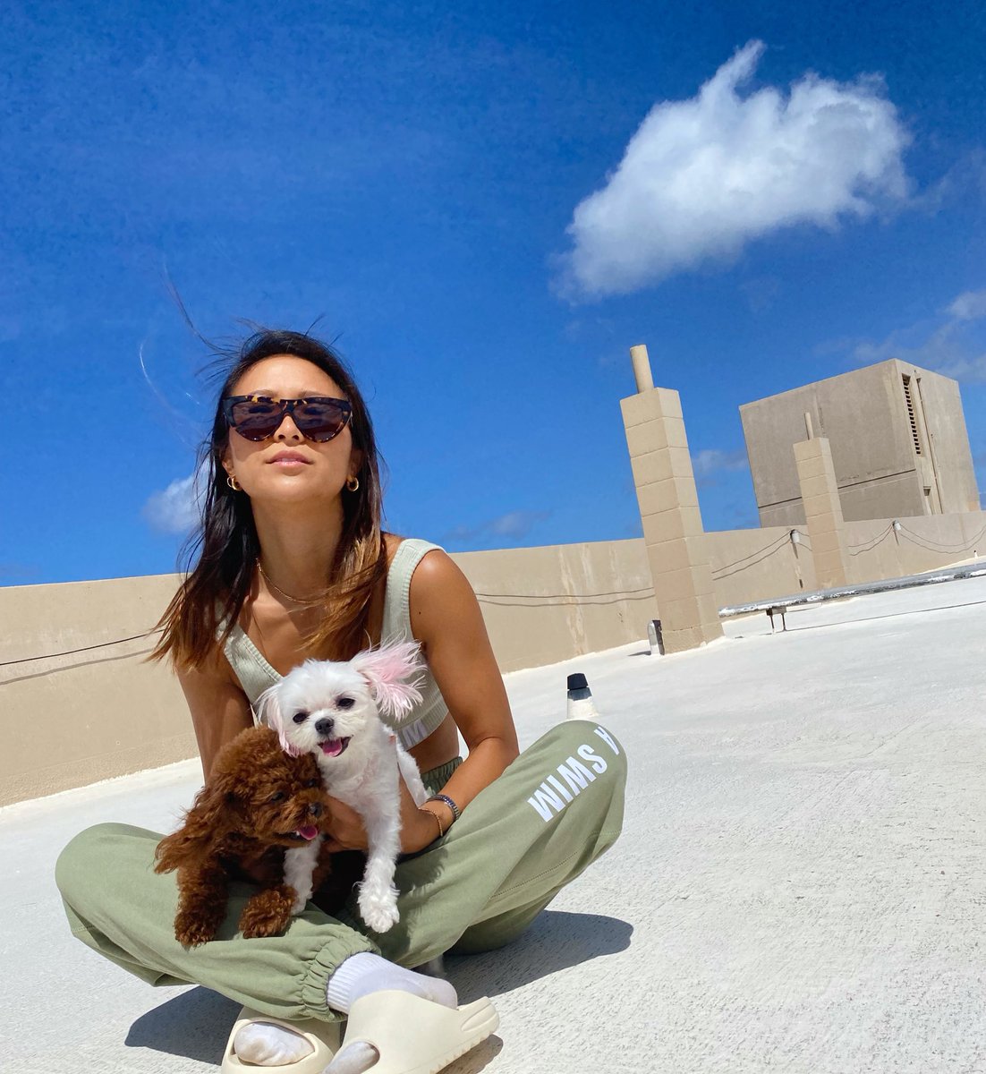 aviankoo's tweet photo. 今日の気分☀️今おうち犬だらけ。 https://t.co/IASVnuREEa