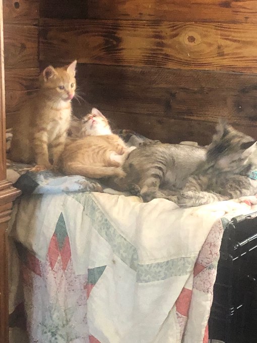 My little baby&rsquo;s https://t.co/q1gMfIIIdK