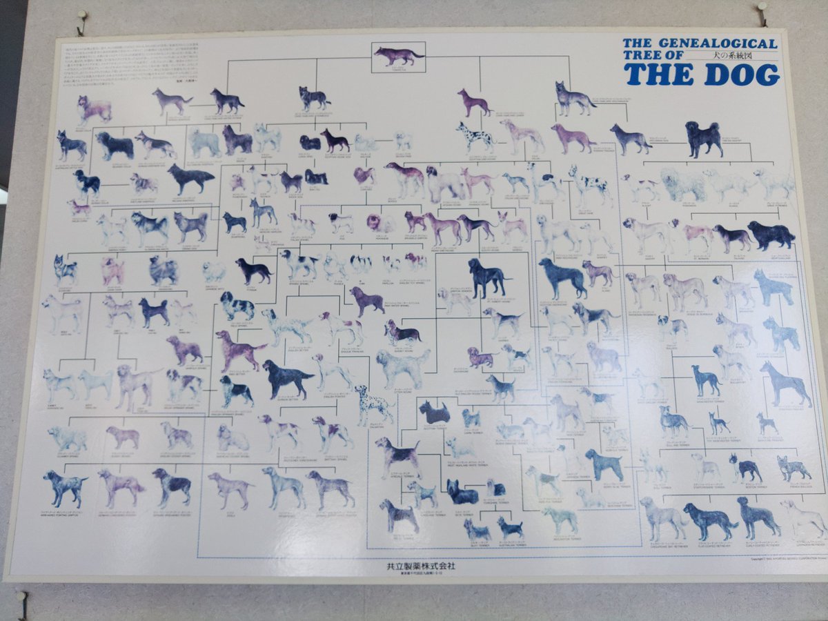犬の系統図 犬の系統図