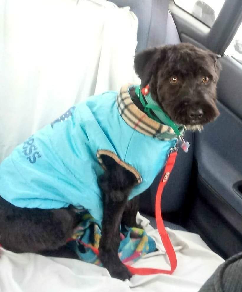 En adopción muy URGENTE o la volverán a la calle, es una linda perrita tamaño mediano a chiquita de ocho meses de edad, muy amorosa y agradecida, también se lleva bien con otros animales y ya está esterilizada.

Contacto interesados al cel.: +56 9 8220 8033. #Valpo #Viña #Quilpué