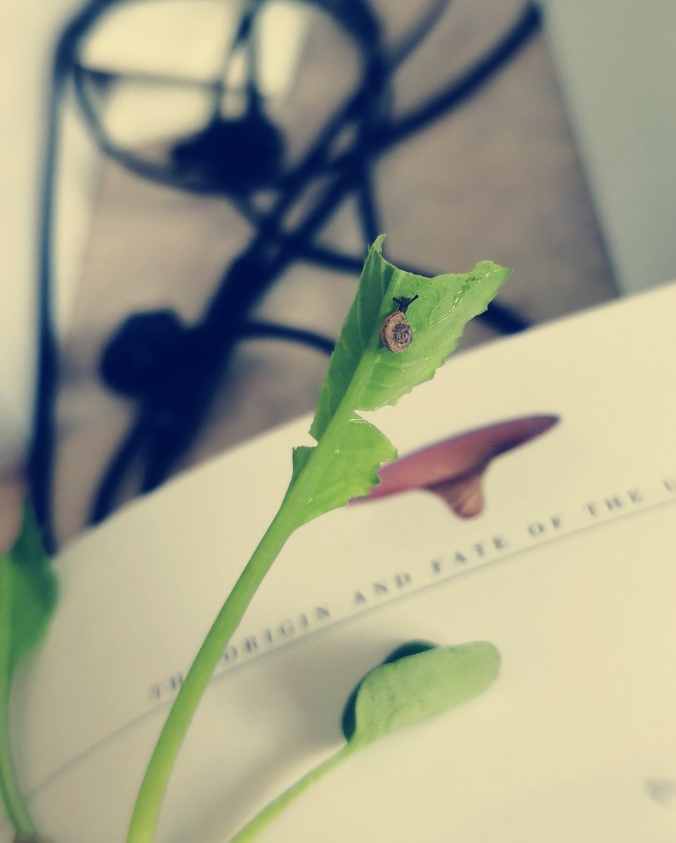 phywh's tweet photo. Have you ever seen such a small snail？ https://t.co/cpcv0g9thQ