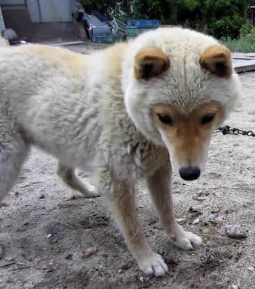 天然記念物にも指定されている、山陰柴犬の可愛すぎる特徴とは！？