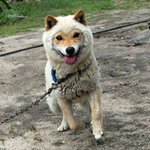 天然記念物にも指定されている、山陰柴犬の可愛すぎる特徴とは!？