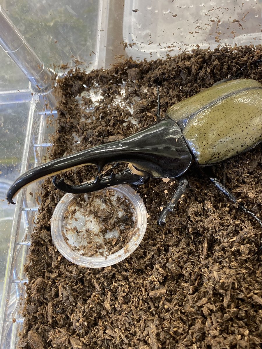 3chbfeywg1nlmm 3chbfeywg1nlmm