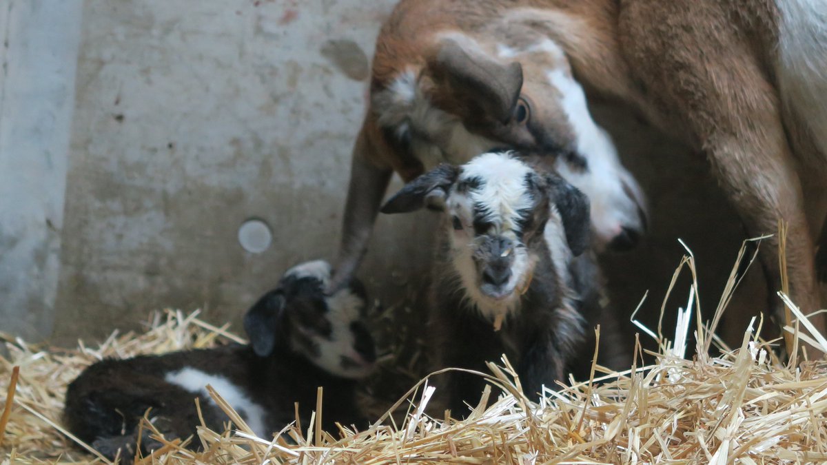 ヤギ の「パクチー」「クレソン」が1歳になりました。 「ミント」から