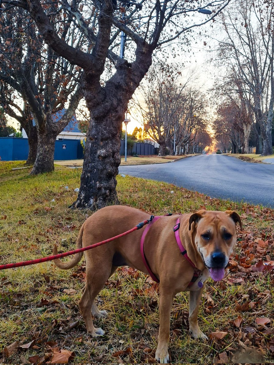 UlrichJvV's tweet photo. Johannesburg's golden sunrises are magical. Been out early not to miss it. Wishing you a blessed Sunday! 🤗☀️🐕‍🦺❤ https://t.co/HGAZ5nR8FW
