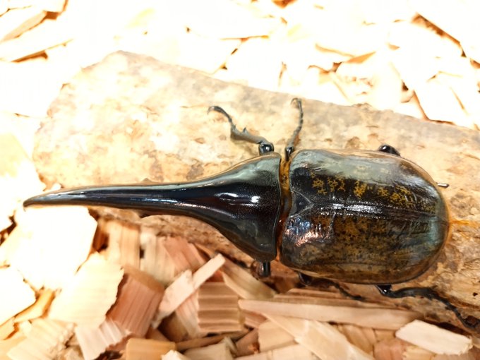 カブトムシのtwitterイラスト検索結果 カブトムシのtwitterイラスト検索結果