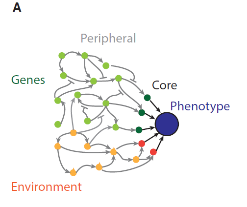 The omnigenic model (see Figure) suggests that there are some "core" genes affecting the phenotype directly, but that most of the heritability is due to "peripheral" genes, whose effect on the phenotype is mediated through a network of interactions with other genes.

5/