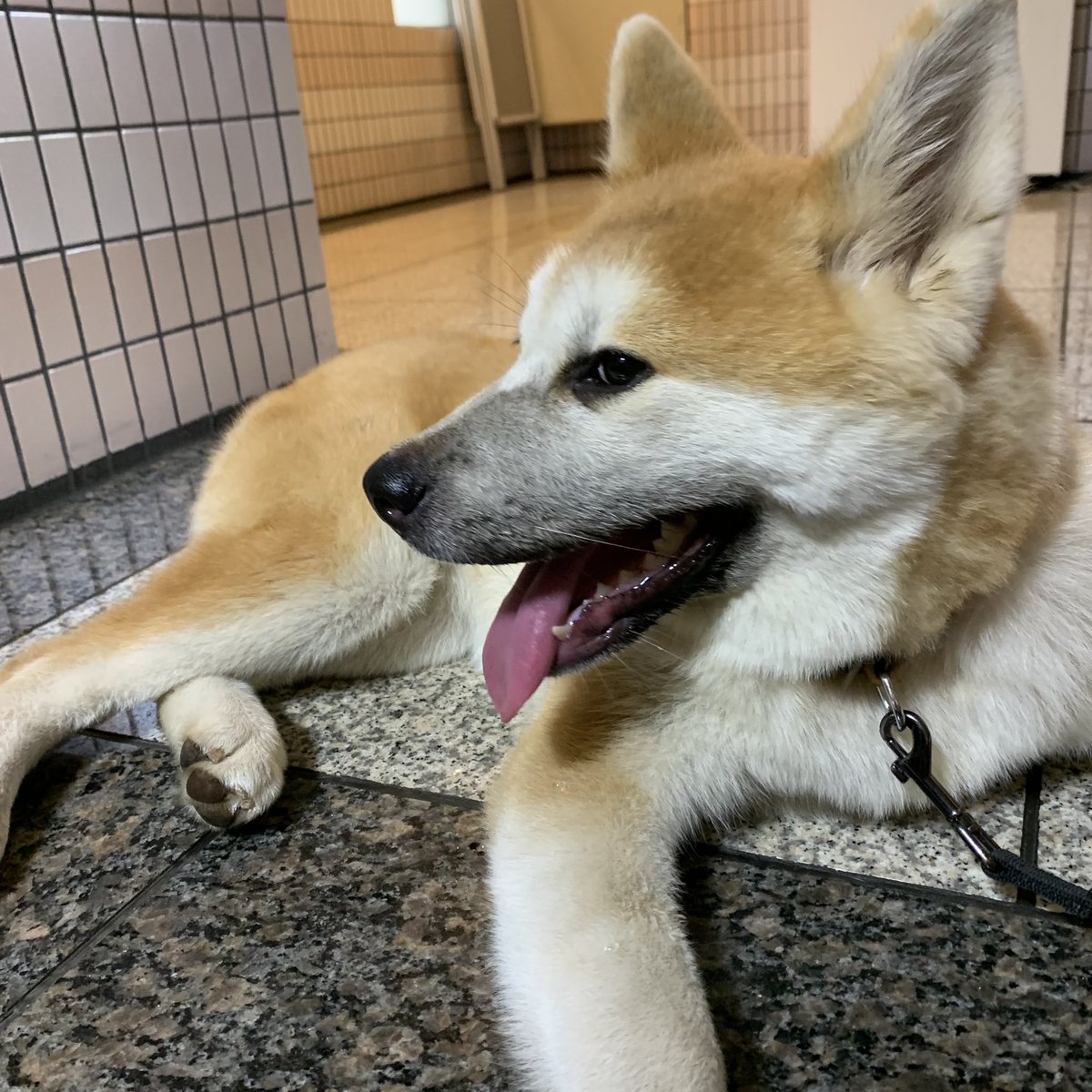 フロリダ亭 本日 秋田犬のひなちゃん来店してます もふもふしにきてね 秋田犬 秋田犬ひなちゃん 池袋カレー スリランカカレー