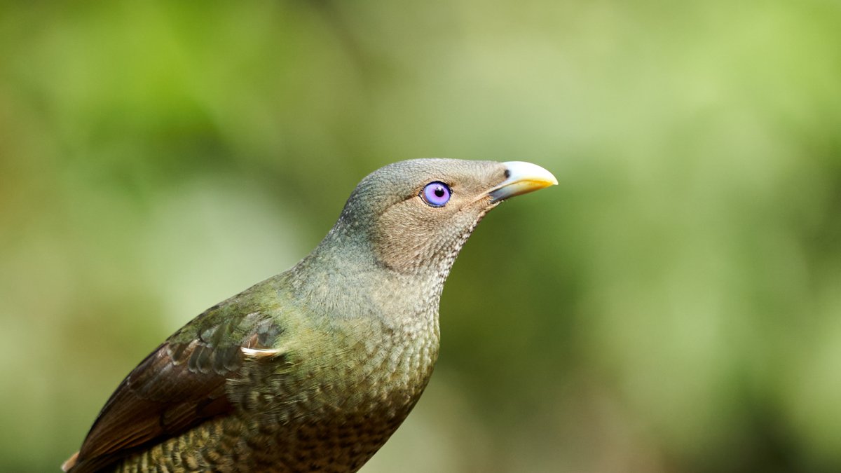 R_OnEarth's tweet photo. Young male Satin Bowerbird (Ptilonorhynchus violaceus) on the #AthertonTablelands in #Queensland #Australia.
#BirdsSeenIn2021 #Birds #sony #sonyalpha #sonyaustralia #touchthetop https://t.co/E7A3gGcJOj
