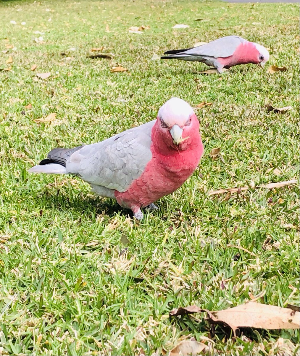 drkerrynphelps's tweet image. In other news 
#LockdownExercise