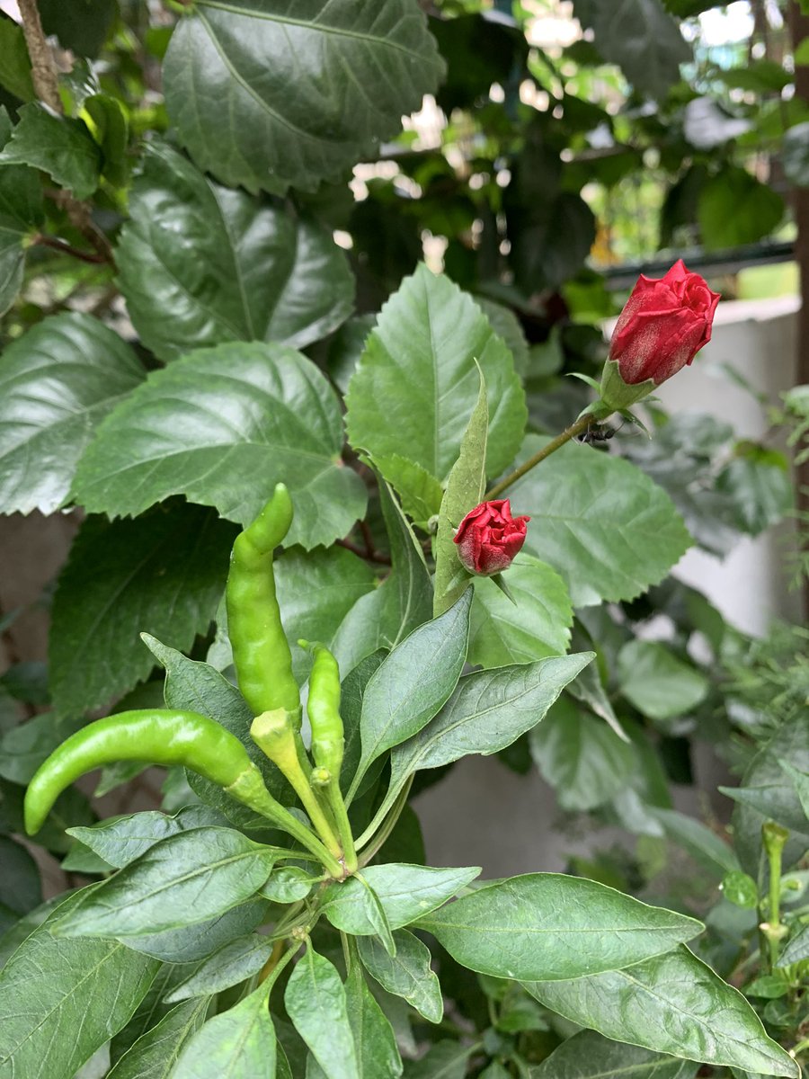 rksingh97263's tweet image. It does not matter how others label you. If you wish, you can change the structure of your mind.