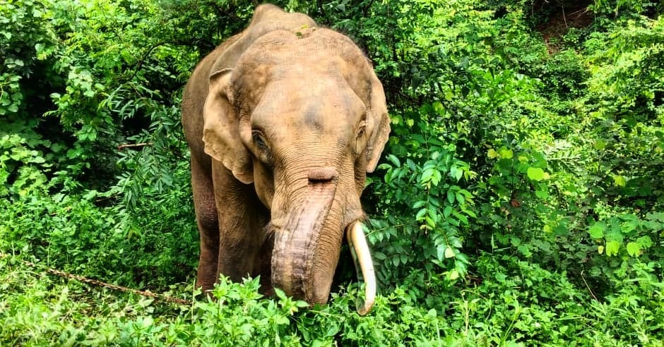 HelpElephants's tweet photo. Repost @laoelephantinitiative
Beautiful M.Khamsen is saying Hi !🐘
.
.
.
#LEI #laoelephantinitiative #feedtheelephants #FTEP #fundraising #elephant #elephants #asianelephant #elephantconservation #elephantwelfare #elephantsofinstagram #beautifulelephants #wildlifeconservation https://t.co/wvikDMXHfJ