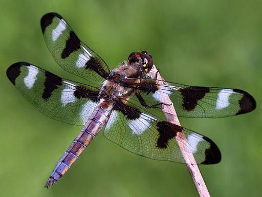 joni 🦋 tweet media