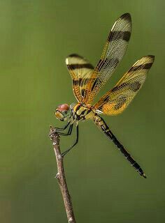 joni 🦋 tweet media