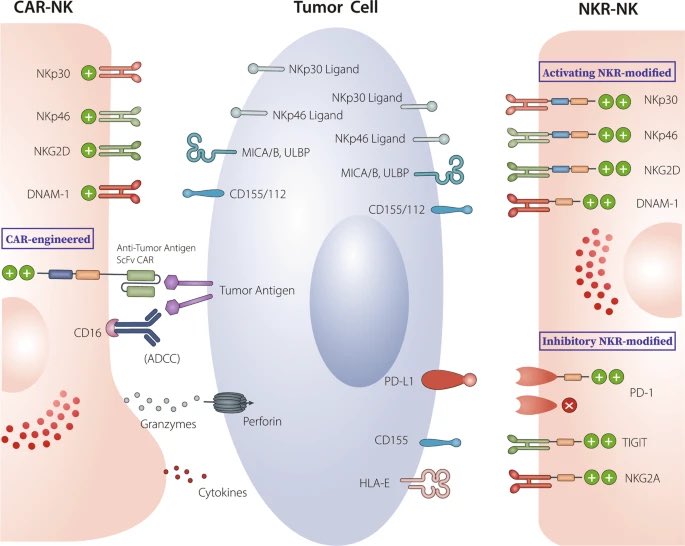 What’s happening with CAR-T cells and beyond in cancer?

This nice review summarizes recent advances and efforts to leverage T cells and NK cells. nature.com/articles/s4142… 

#Immunotherapy #AcademicTwitter