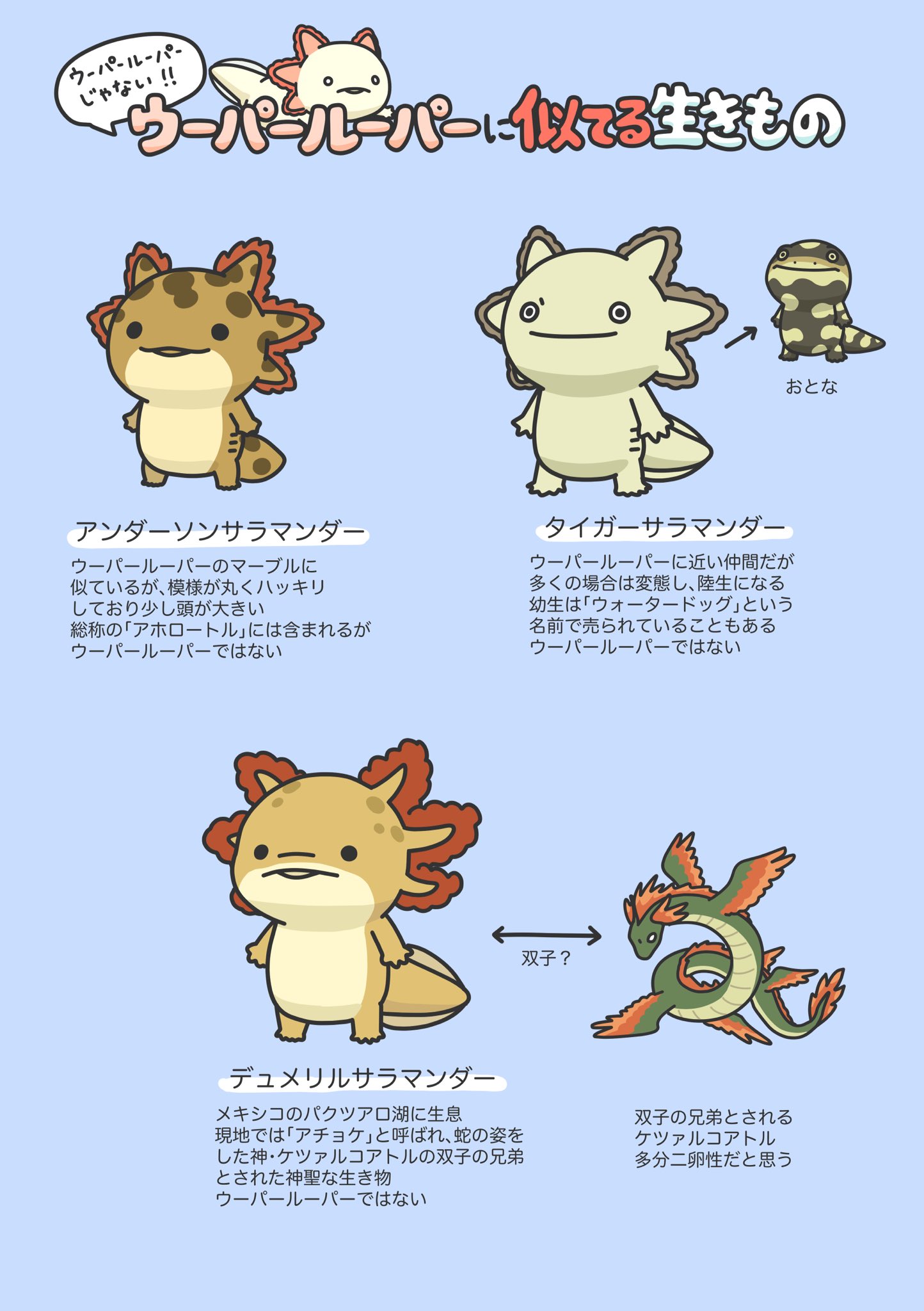 人生はウーパールーパー ウーパールーパーに似てる生き物を描きました T Co Eo0ycaaocl Twitter