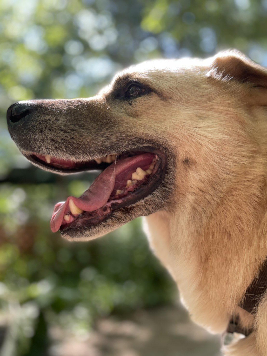ノースサファリサッポロ 公式 ベンガルトラのティガーと仲良しmix犬のエルサ 特技は嬉しすぎるあまり必ずやってしまう頭突き クリティカルヒットでくらった方は痛くて悶絶だけど エルサが良ければそれでいいんだ アゴまじ痛い ノースサファリ