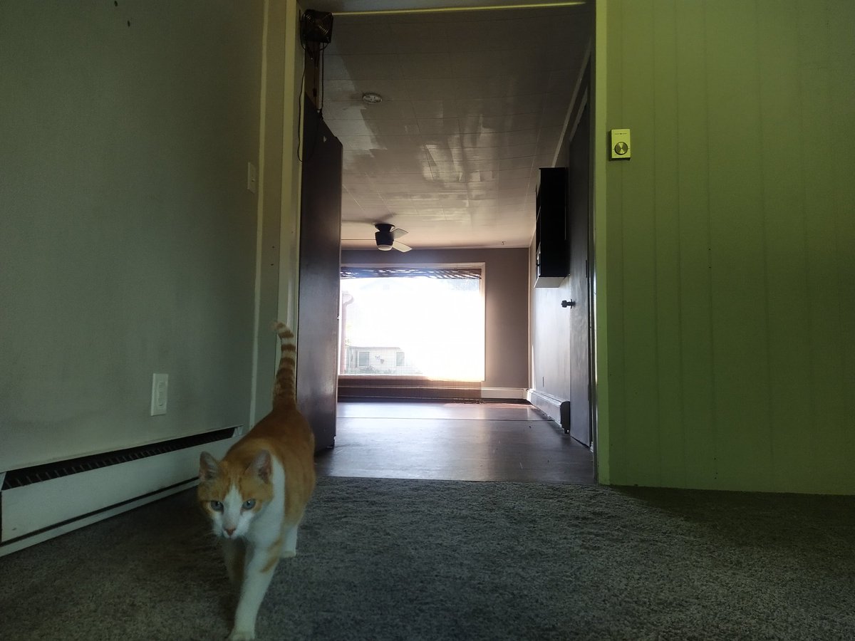 GArmstrong86's tweet photo. Yesterday, just 20 minutes after receiving the keys to my new house, the neighborhood cat just strolled in, hung out with my girlfriend and I for an hour, then sauntered out the front door. I interpreted it as a good omen! #Slaterville https://t.co/5iWYn8D849
