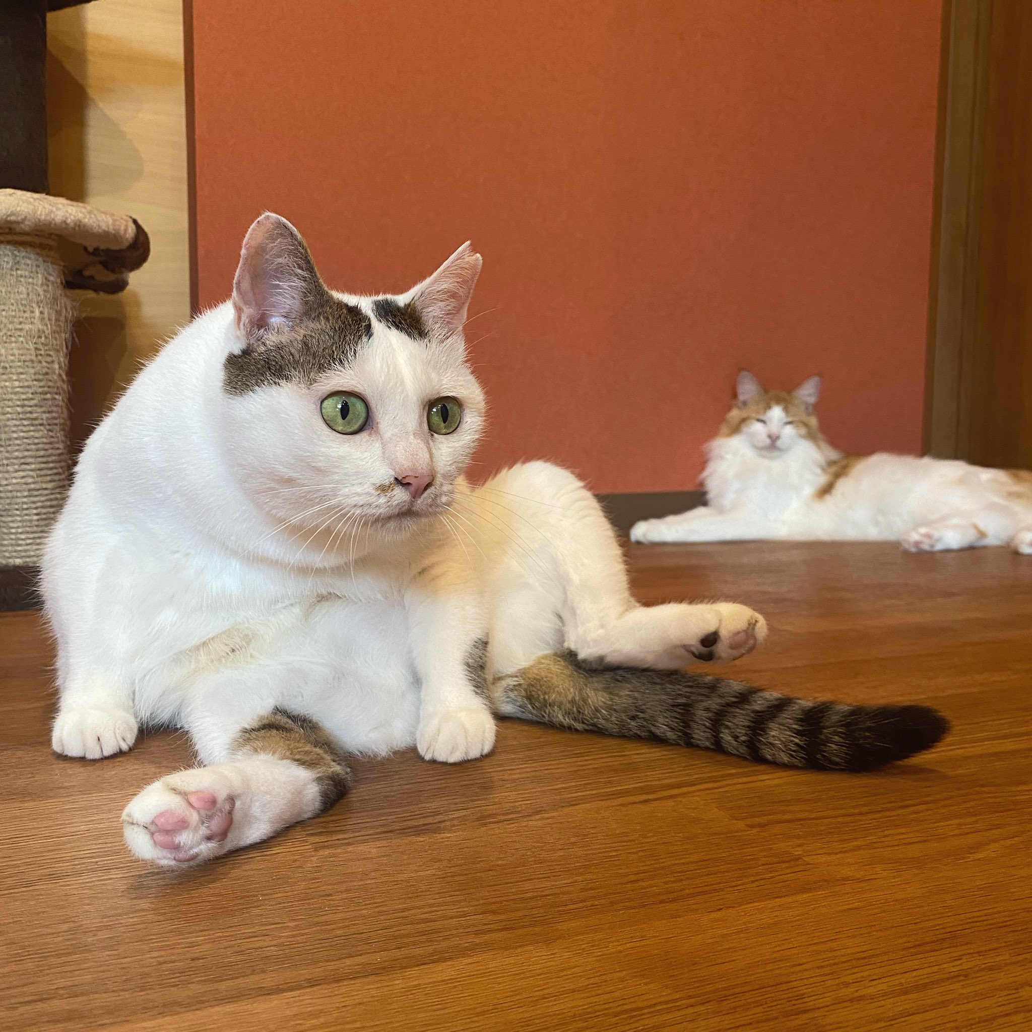 猫カフェ 日なたの窓 リラックスの仕方は 人 猫 それぞれだにゃ 13匹の猫スタッフと人スタッフが本日も皆様のご来店お待ちしております 猫カフェ日なたの窓 まるちゃん つぐみちゃん 愛媛県 道後 保護猫 メインクーン T Co 5avqvafjsh