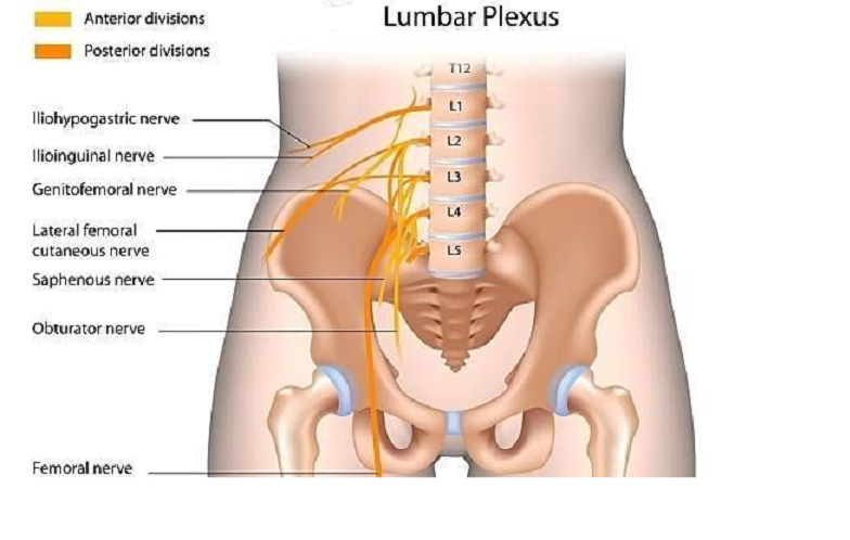drdozellodc's tweet photo. Two Minutes of Anatomy: Lumbar Plexus and Sacral Plexus
Dr Donald A Ozello DC of Championship Chiropractic
#Vegas #Chiropractor #Chiropractic #SportsMedicine #Anatomy #Plexus #LumbarPlexus #SacralPlexus #Lumbarspine https://t.co/FjIFWcBDMT https://t.co/JDxciyRxP4