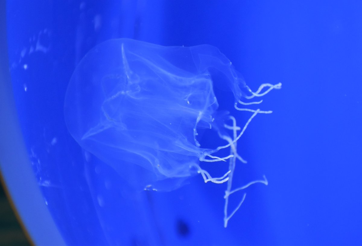 ハブクラゲ Twitter Search Twitter