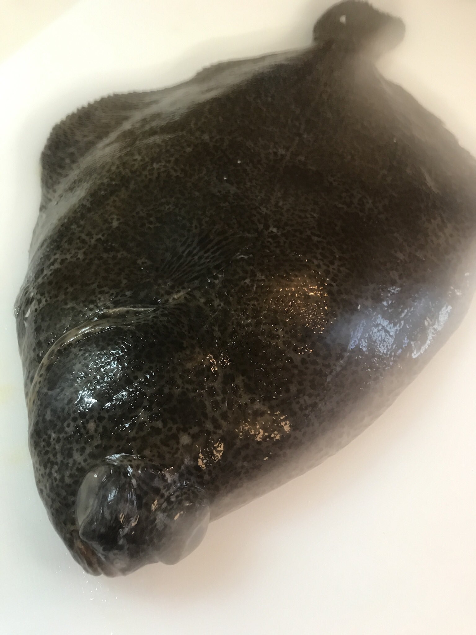 シワプリ あ 買ったのカラスガレイじゃなくてメイタガレイやった でも目の位置は似てる これデカすぎて丸ごと煮付けにするの無理があった 笑 フライパンにも入らなくて T Co Tygldt32oe Twitter