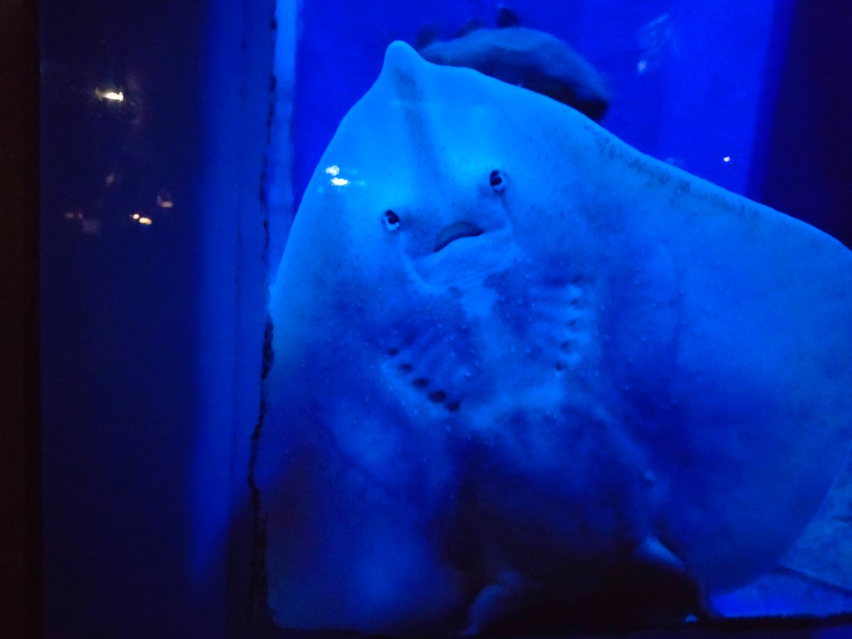 コモンカスベの裏の顔・・・

#浅虫水族館
#水族館
#aquarium
#コモンカスベ