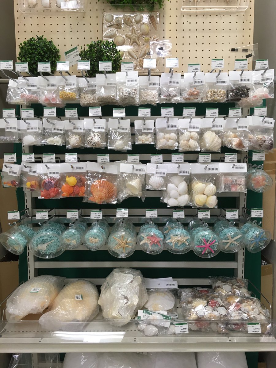 夏休みの自由研究などに便利な貝殻のご紹介です。 「貝殻セット袋詰め