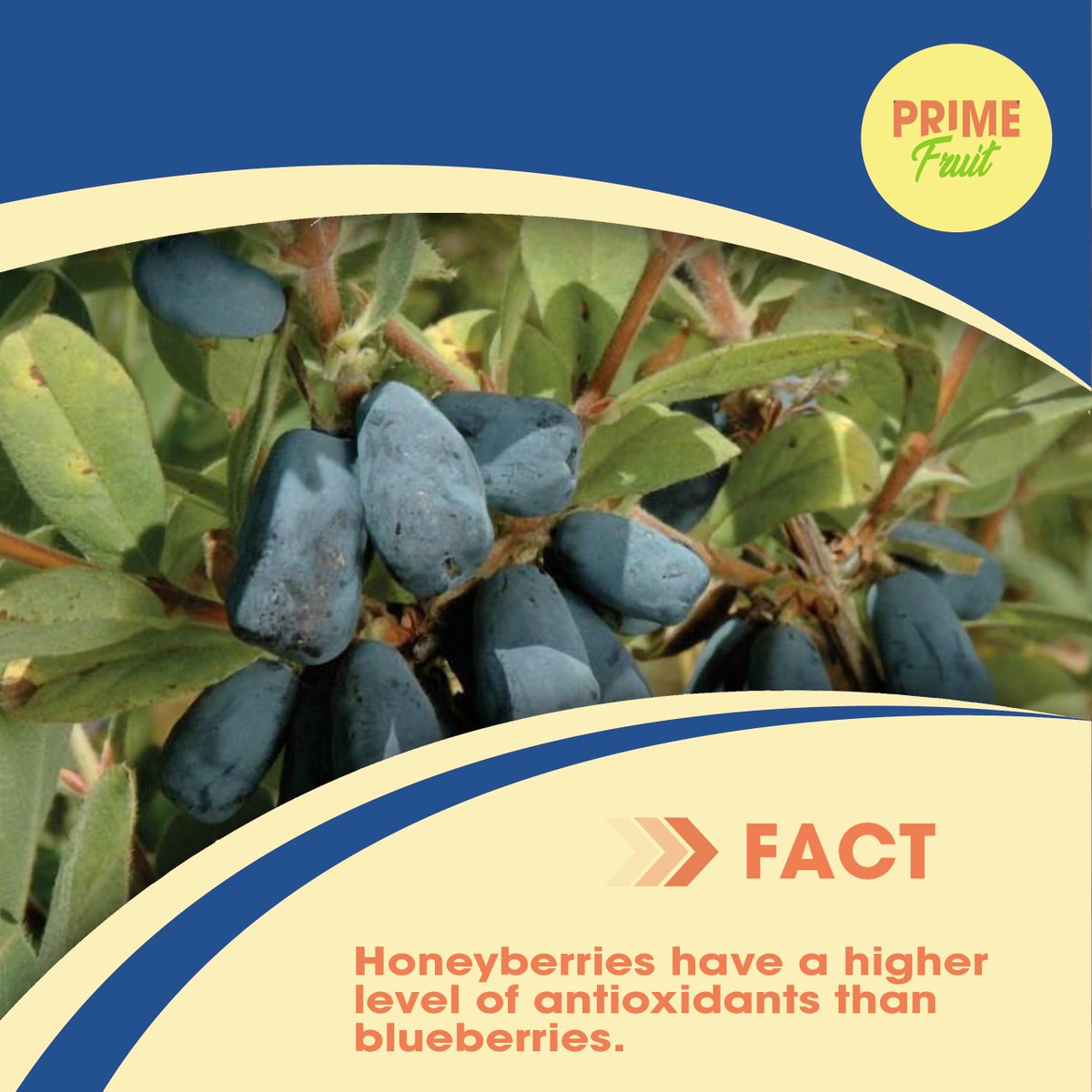 Tested against other common berries, honeyberries consistently produced the highest level of anthocyanins.
.
.
.
.
.
.
#UAEfruits #dxblife #UAE
#mydubailife #DubaiLife #dxb 
#MyDubai #Alaweerfruitandvegetablemarket 
#FruitDeliveryDubai #DubaiFruitDelivery #mydubai🇦🇪  #honeyberry