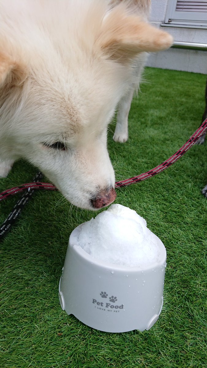 タロハル Pa Twitter 埼玉県所沢市で 人間用のミルクかき氷と ワンコ用のヤギミルクかき氷を 楽しんで来ました T Co Jk6l70iety 所沢市 雛物語 倉片人形 ワンコもok