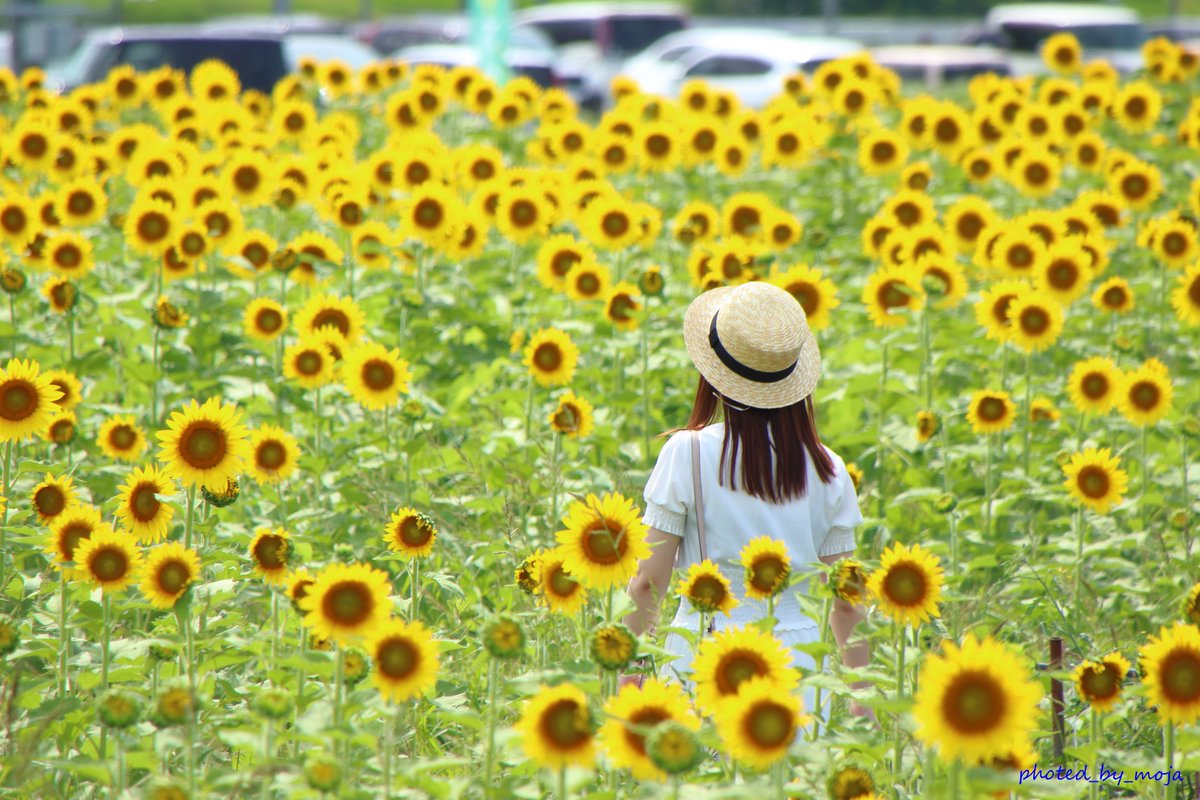 Moja 彼女が白のワンピースを着て麦わら帽子を被ってくれたのでより夏らしい写真が撮れました Photography Canonphotography Canon9000d Sunflower 麦わら帽子 写真好きな人と繋がりたい 向日葵 ひまわり T Co Qddw0xff6i Moja 彼女が白のワンピースを着て麦わら帽子を被ってくれたのでより夏らしい写真が撮れました Photography Canonphotography Canon9000d Sunflower 麦わら帽子 写真好きな人と繋がりたい 向日葵 ひまわり T Co Qddw0xff6i