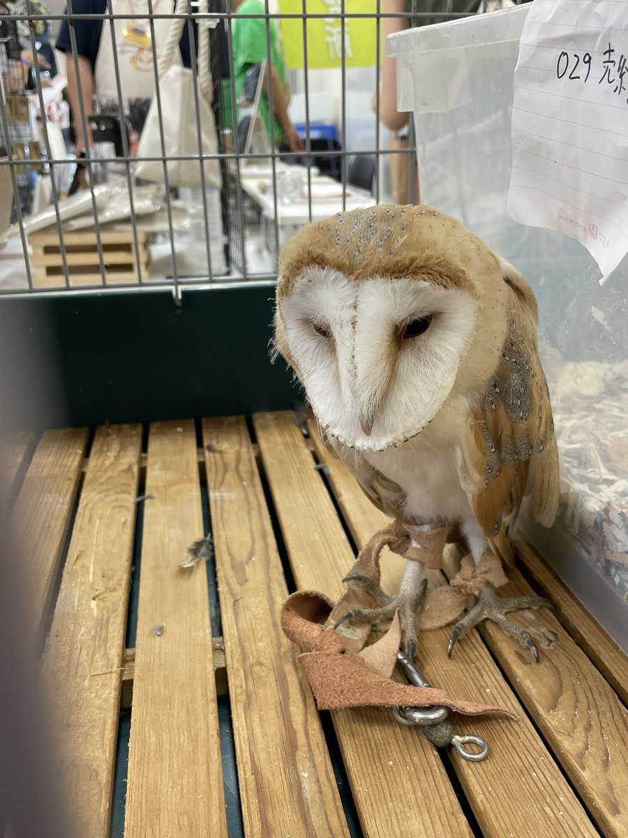 一丈ペットフード ブラックアウトin埼玉出店 まったりー O O ちょっとヒマだからアップ レプタイルエキスポ藤沢 メンフクロウのヒナ かわいい 付き添い フクロウのご縁広がり かわいいと思ったらrt