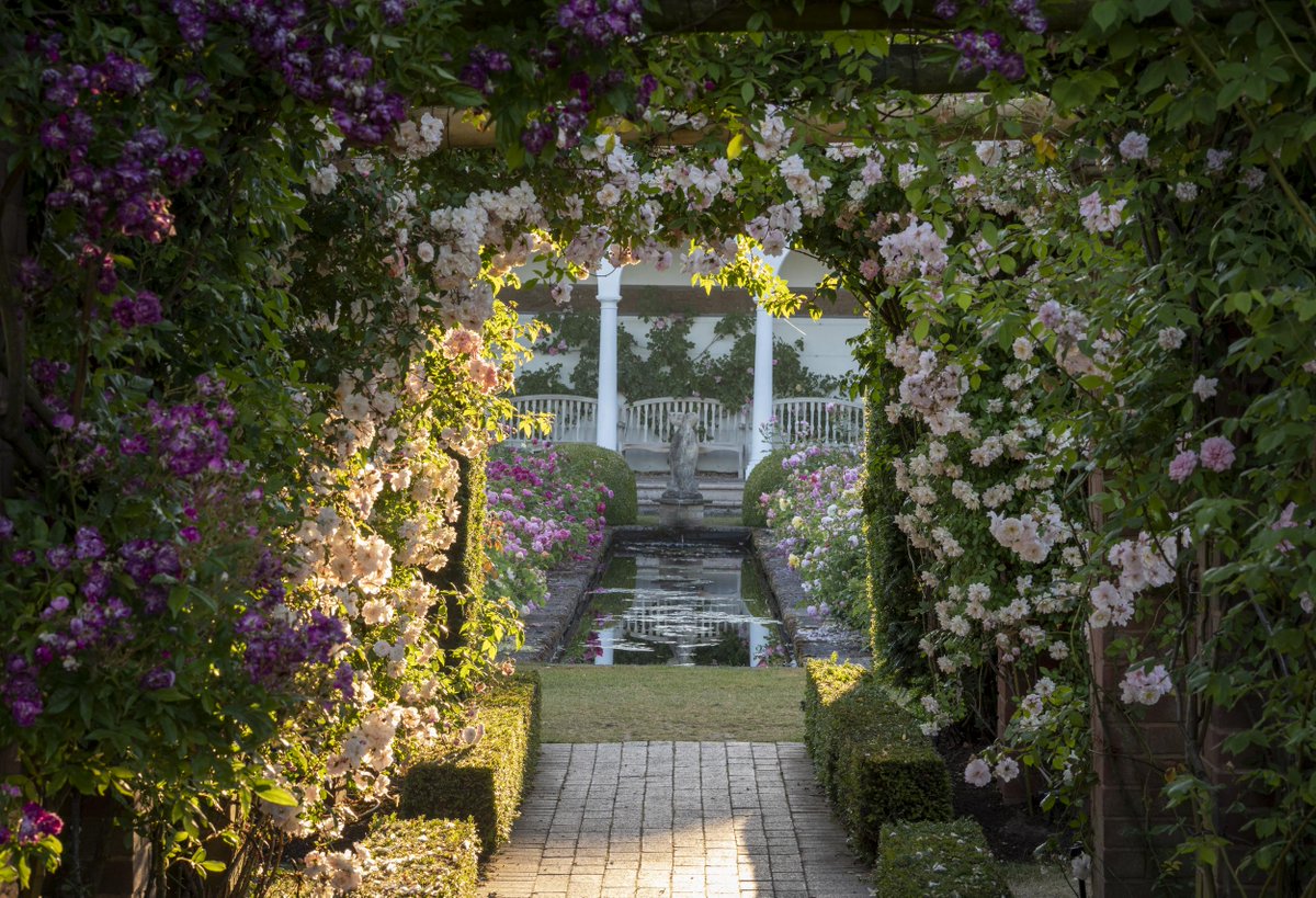 David Austin Roses tweet media