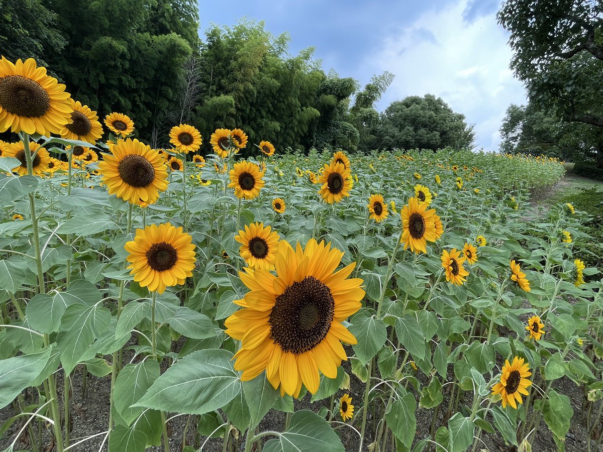 Ramuta_Photo's tweet photo. 久しぶりにカメラを携え遠出🌻

#ひまわり
#馬見丘陵公園 https://t.co/YkTLzdyiIv